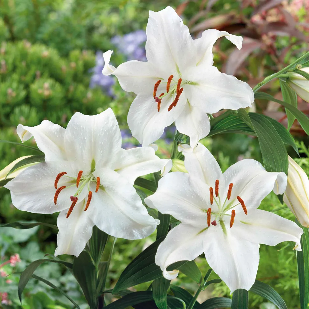 VEGSOW Casablanca Oriental Lily Bulbs - Fragrant White Perennial Flower Bulbs