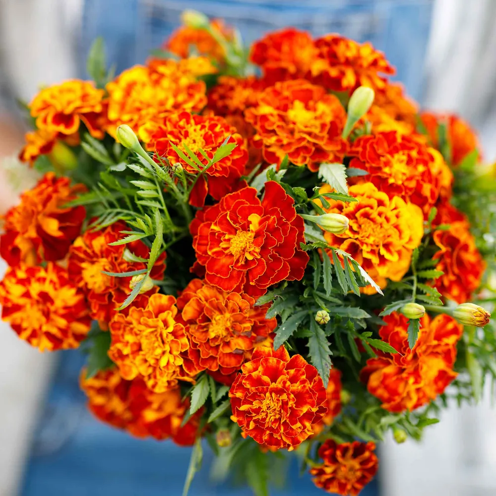 VEGSOW French Marigold Seeds (Organic) - Sparky Mix