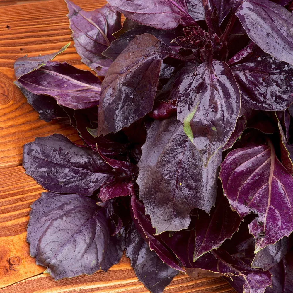 VEGSOW Dark Opal Basil Seeds - Heirloom Purple Basil for Home Gardening
