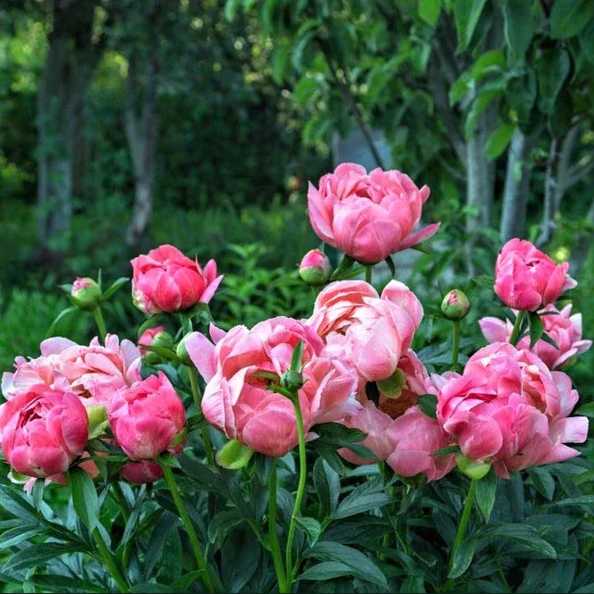 VEGSOW Coral Supreme Peony Roots - Perennial Bare Root Flower Bulbs