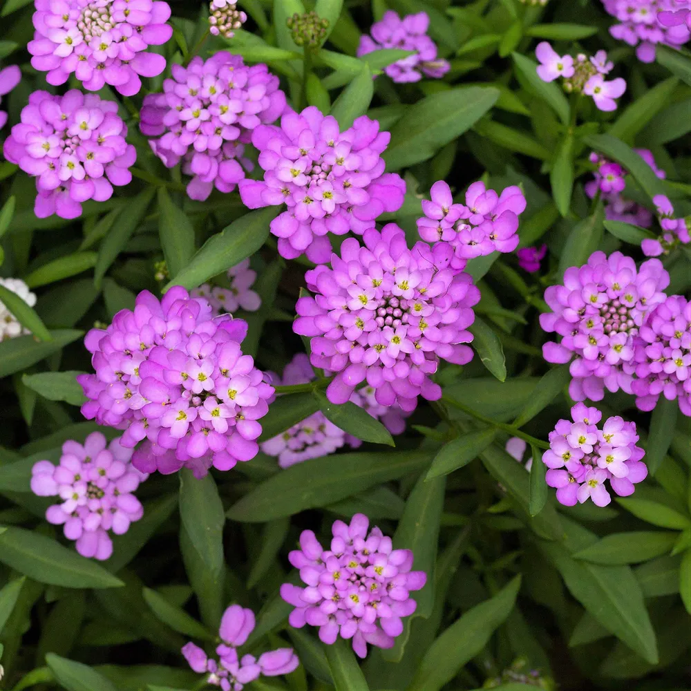 VEGSOW Candytuft Seeds - Rose Cardinal (Iberis Umbellata)