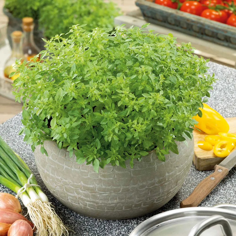 VEGSOW Minette Compact Greek Basil Seeds - Dwarf Culinary Herb Variety