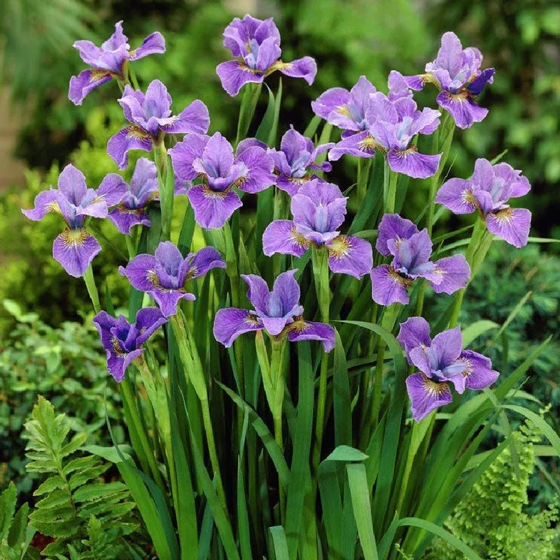 VEGSOW Siberian Iris Roots - Purple Perennial Flower Rhizomes