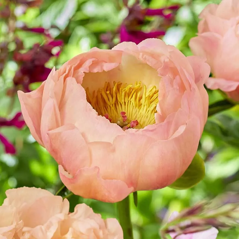 VEGSOW Peony Roots - King's Day Perennial Flower Bare Roots