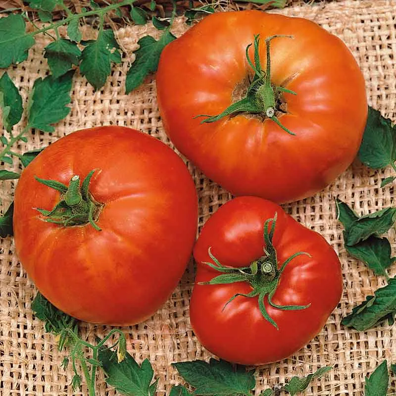 VEGSOW Marglobe Tomato Seeds - Heirloom Vegetable Garden Seeds