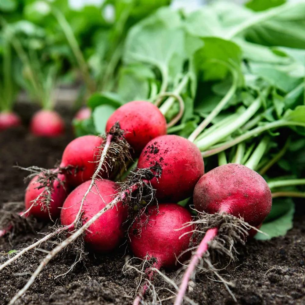 VEGSOW Comet Radish Seeds for Sprouting - High Germination Heirloom Variety