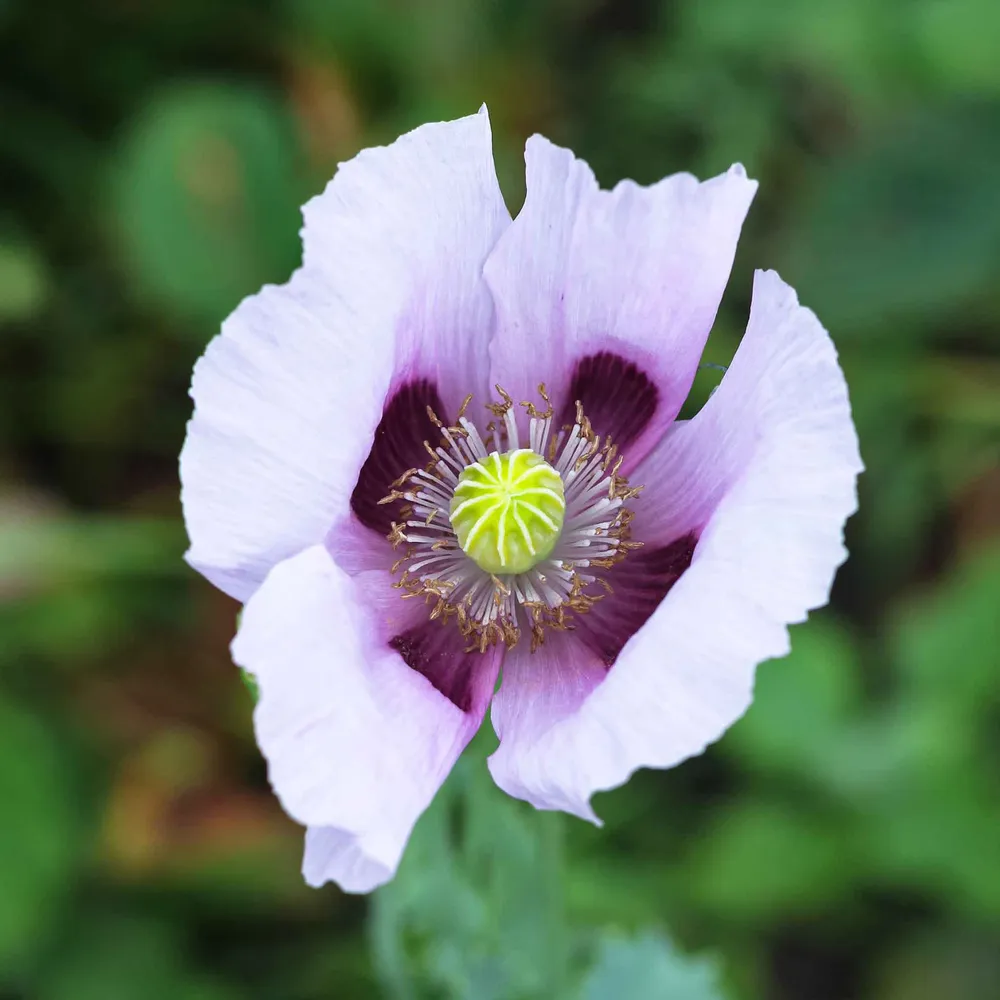 VEGSOW Blue Moon Poppy Seeds - Heirloom Flower Seeds for Garden Planting