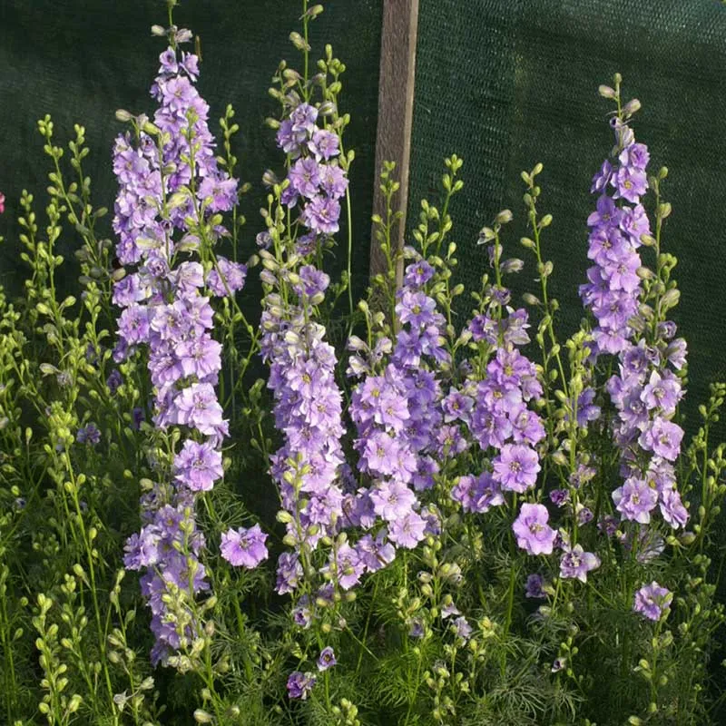 VEGSOW Larkspur Seeds - QIS Light Blue (Delphinium Ajacis)