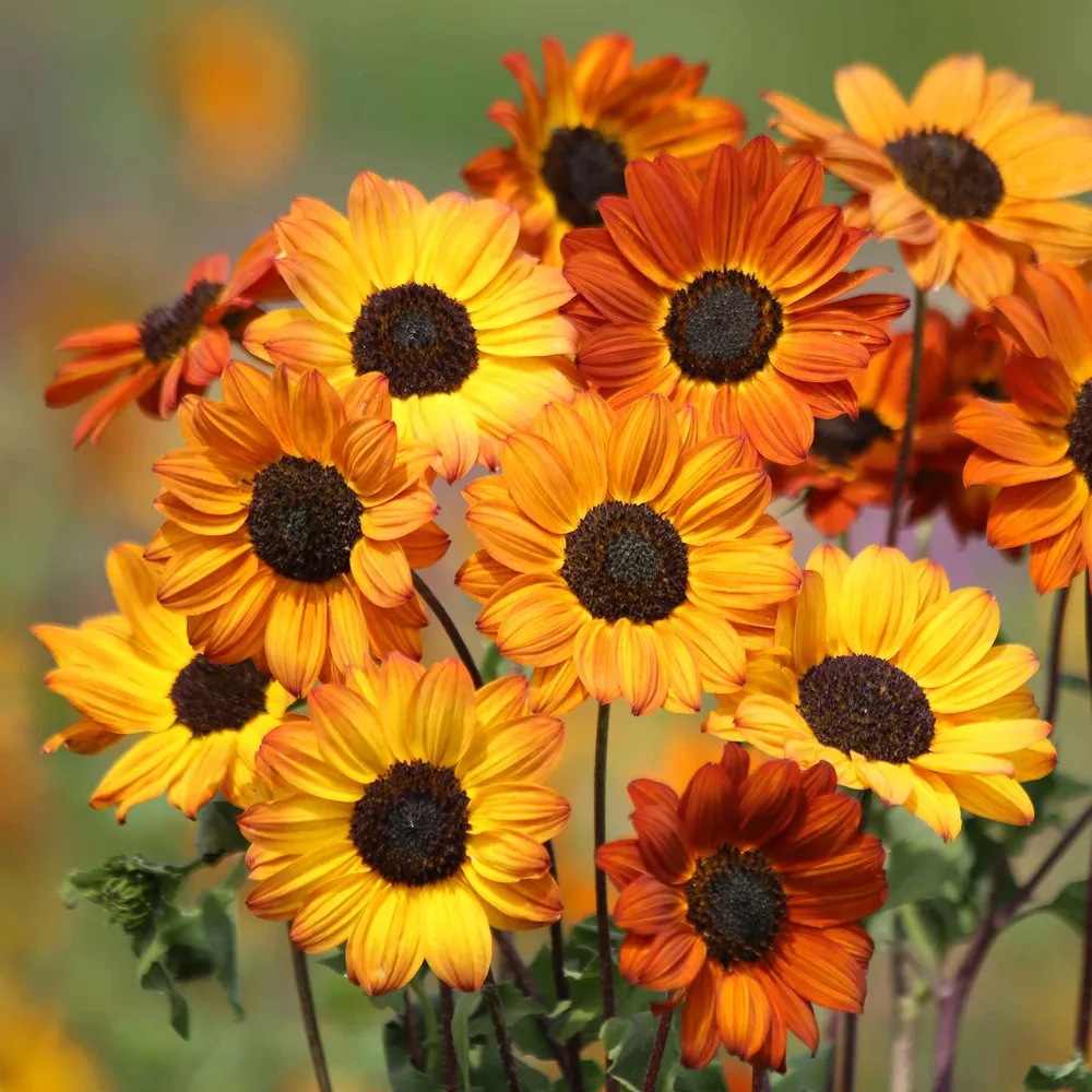 VEGSOW Soluna Bronze Sunflower Seeds - Heirloom Garden Flower Variety
