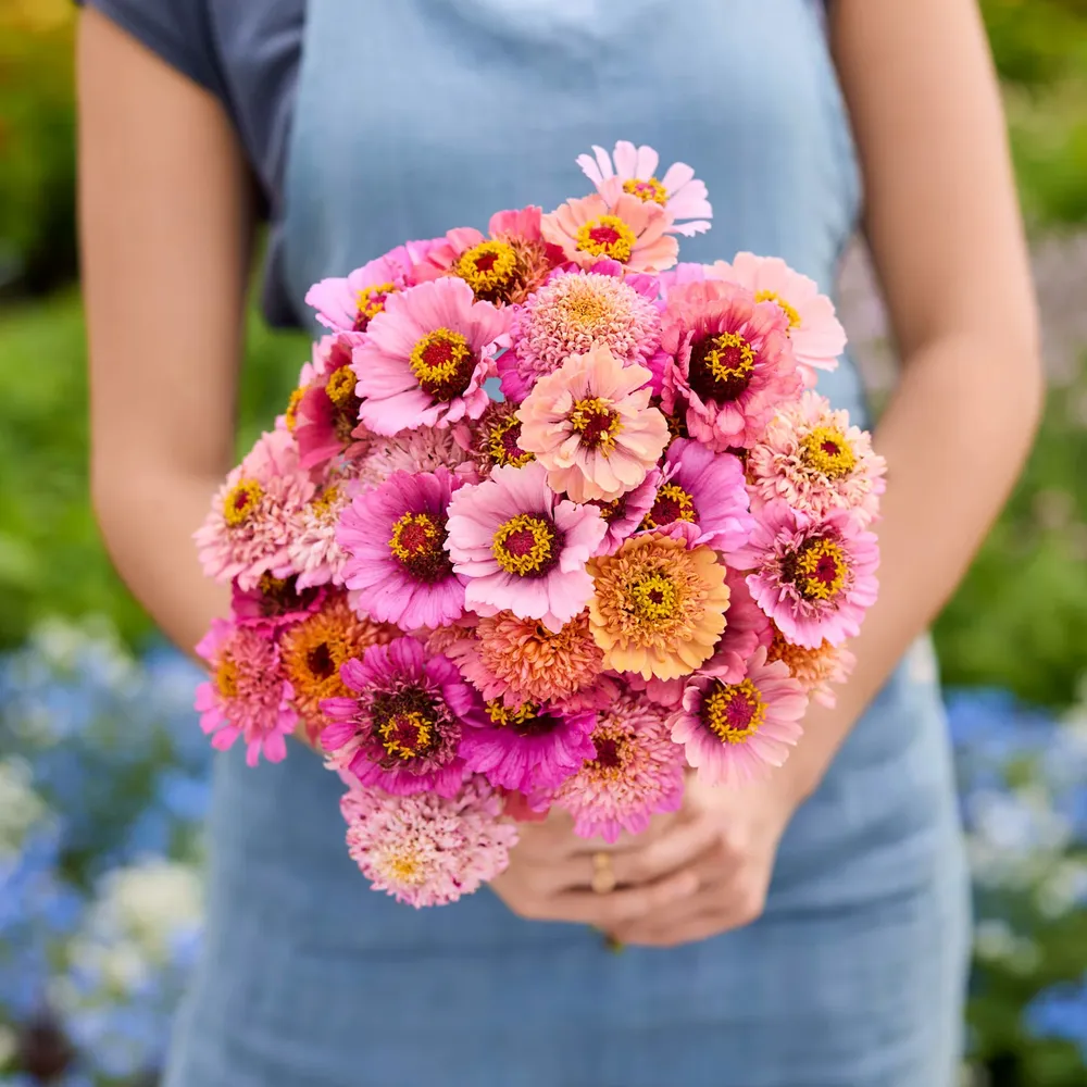VEGSOW Zinnia Seeds - Cupcakes Pink Mix