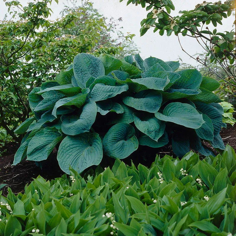 VEGSOW Big Daddy Hosta Roots - Perennial Shade Garden Plant
