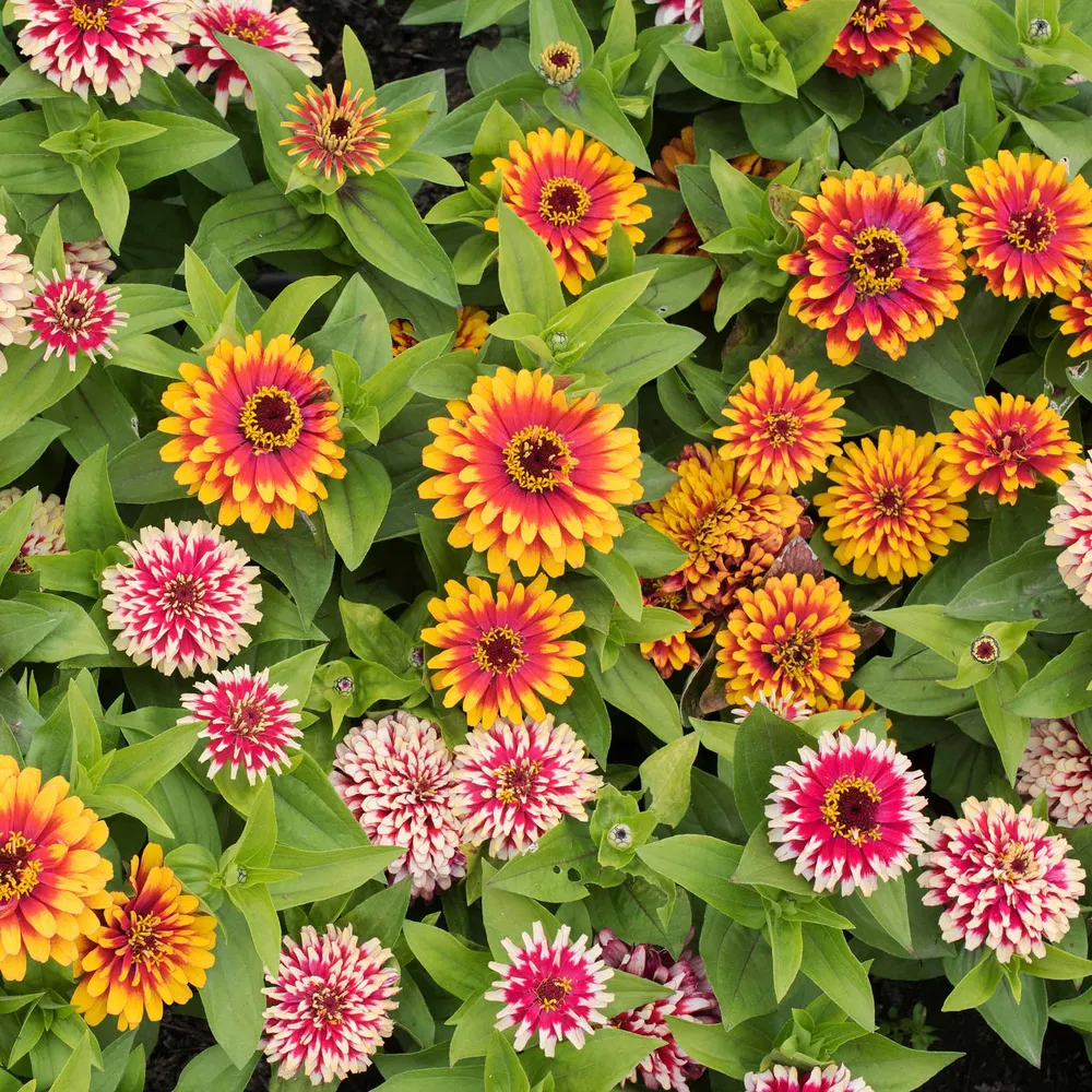 VEGSOW Zinnia Seeds - Swizzle Mix