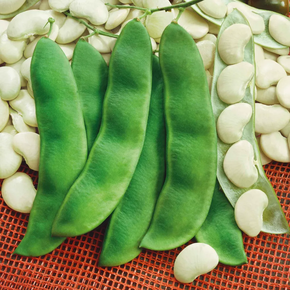 VEGSOW Henderson Bush Lima Bean Seeds - Heirloom Variety for Home Gardens