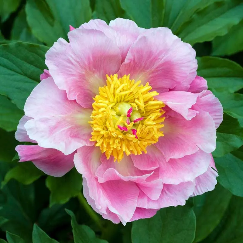 VEGSOW Salmon Chiffon Peony Roots - Perennial Bare Root Flower Starts