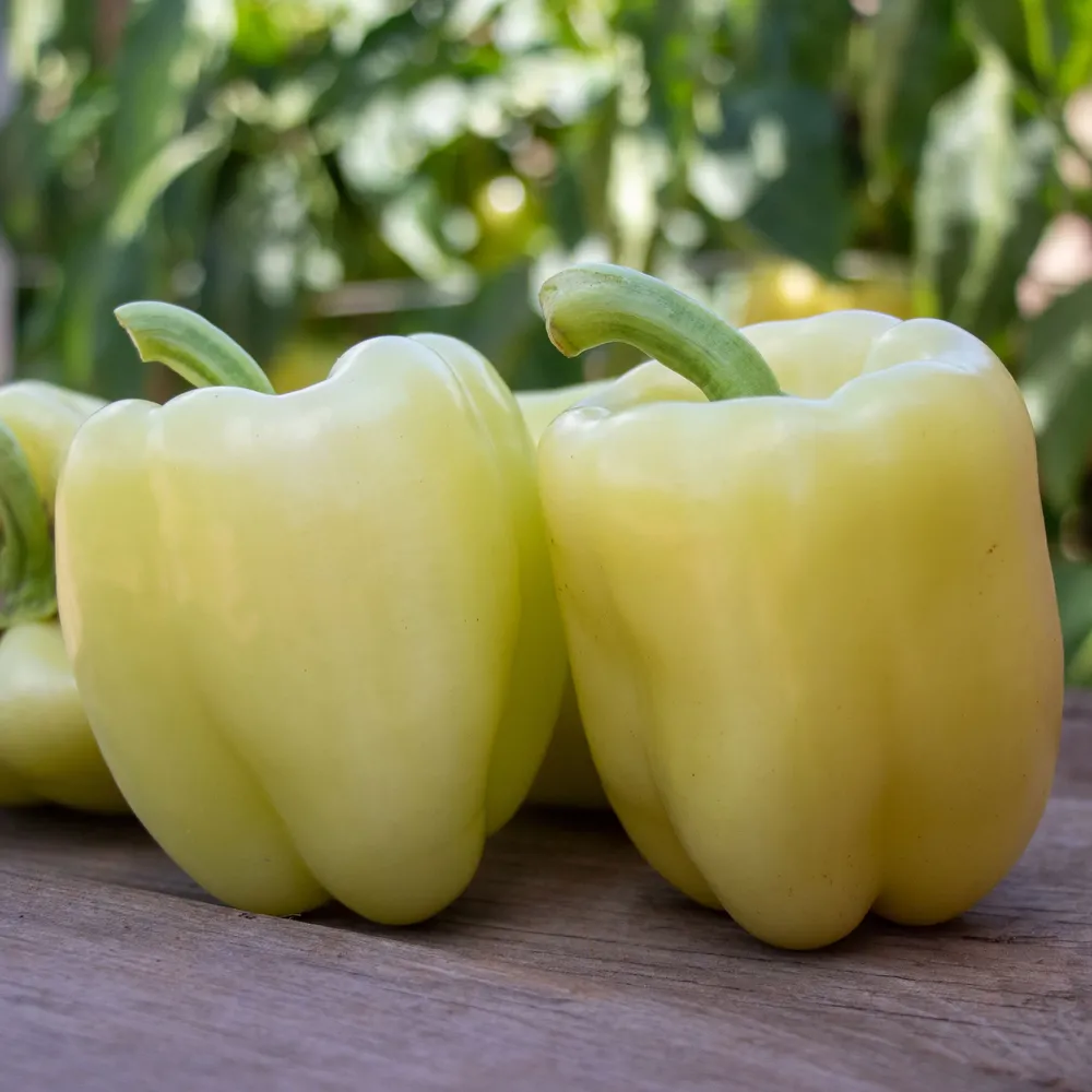 VEGSOW Valahia F1 Sweet Pepper Seeds - Hybrid Vegetable Garden Seeds