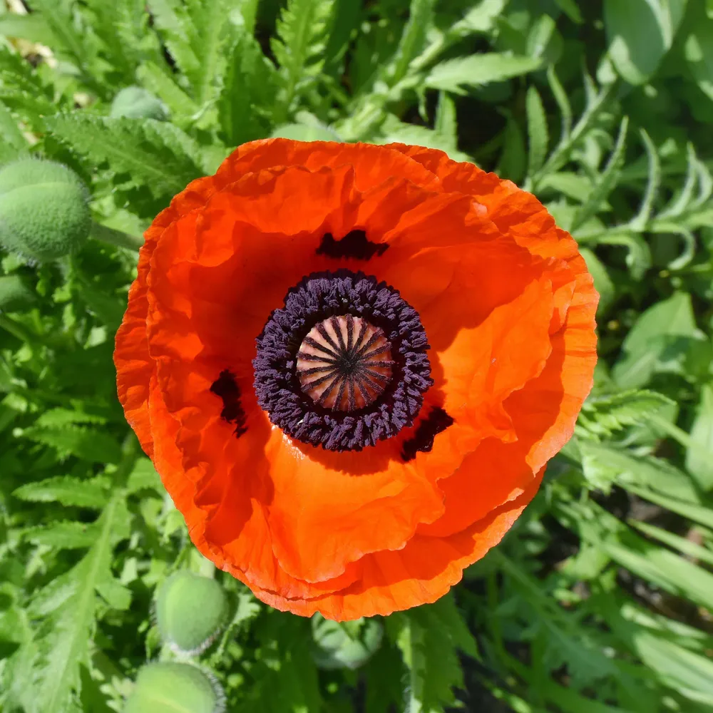 VEGSOW Oriental Poppy Seeds - Prince of Orange (Papaver orientale)