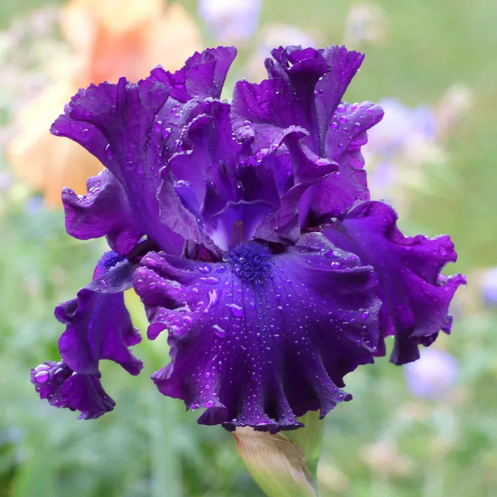 VEGSOW Bearded Iris Bulbs - Berry Fulfilling