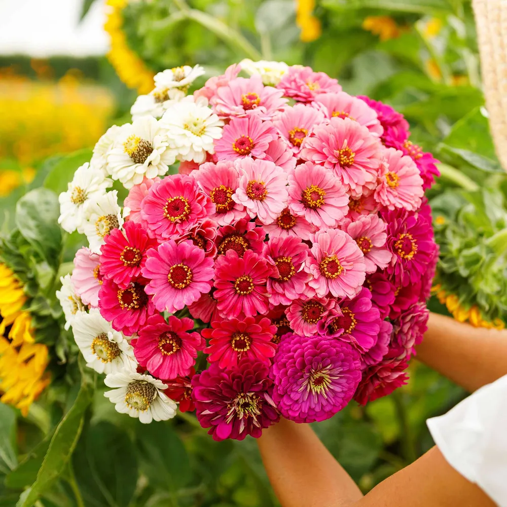VEGSOW Zinnia Seeds - Show Stopper Mix