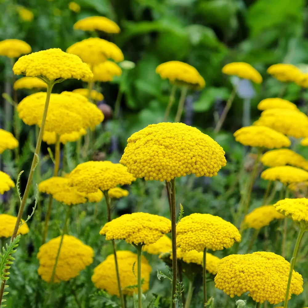 VEGSOW Gold Yarrow Seeds (Achillea filipendulina) for Perennial Garden Planting
