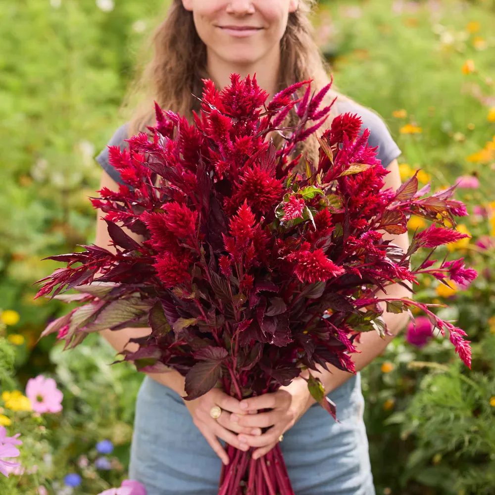 VEGSOW Forest Fire Celosia Seeds - Vibrant Plumed Annual Flower Seeds