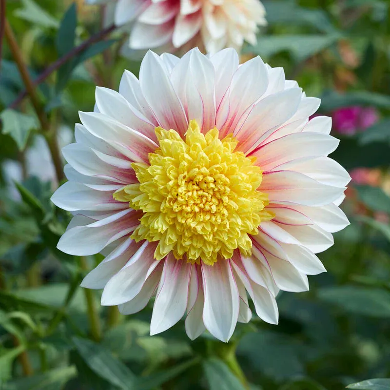 VEGSOW Dahlia Tubers (Anemone-Flowered) - Polka
