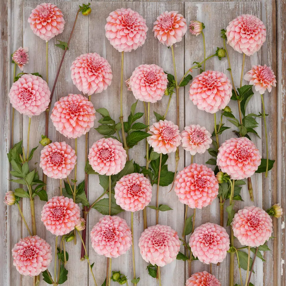 VEGSOW Decorative Dahlia Tubers - Peaches
