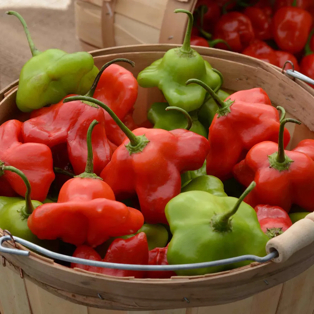VEGSOW Mad Hatter Pepper Seeds - Heirloom Capsicum Baccatum for Home Gardens