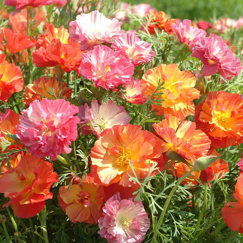 California Poppy Seeds - XL Jelly Beans Variety