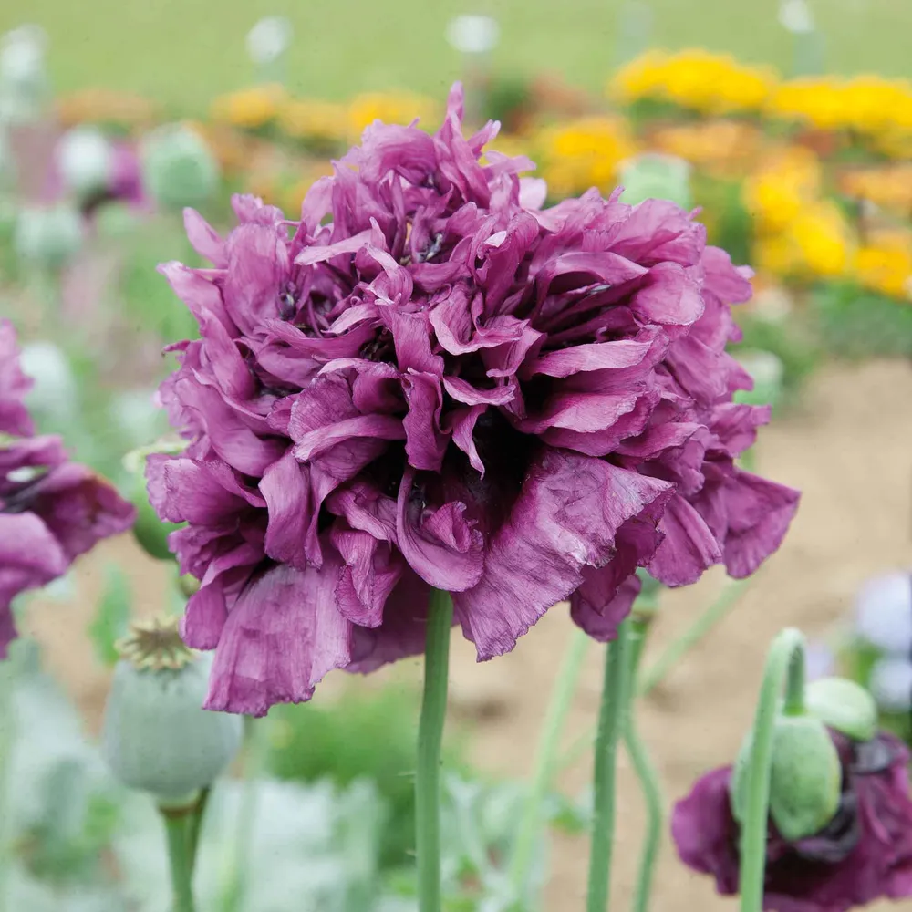 VEGSOW Poppy Seeds - Violetta Blush