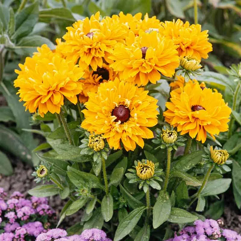 VEGSOW Black Eyed Susan Seeds - Goldilocks Rudbeckia