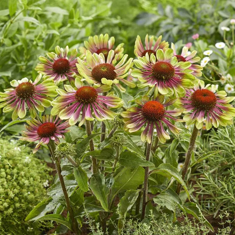 VEGSOW Echinacea Roots - Green Twister Perennial Flower Seeds