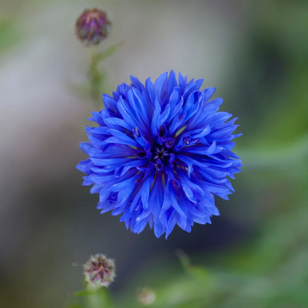 VEGSOW Cornflower Seeds - Dwarf Blue Bachelor Button Flower Seeds