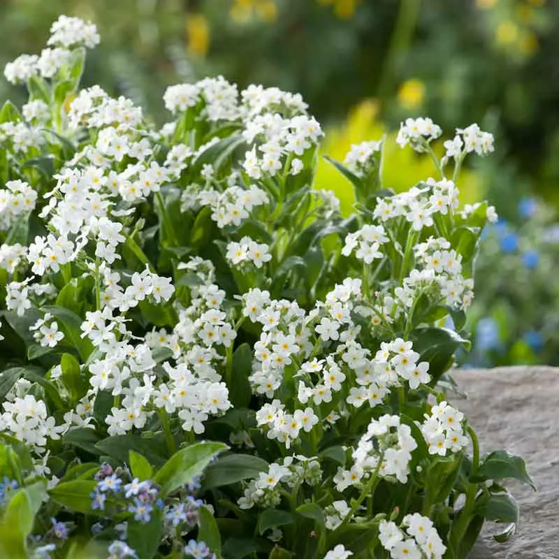 VEGSOW White Forget-Me-Not Seeds (Myosotis Sylvatica)