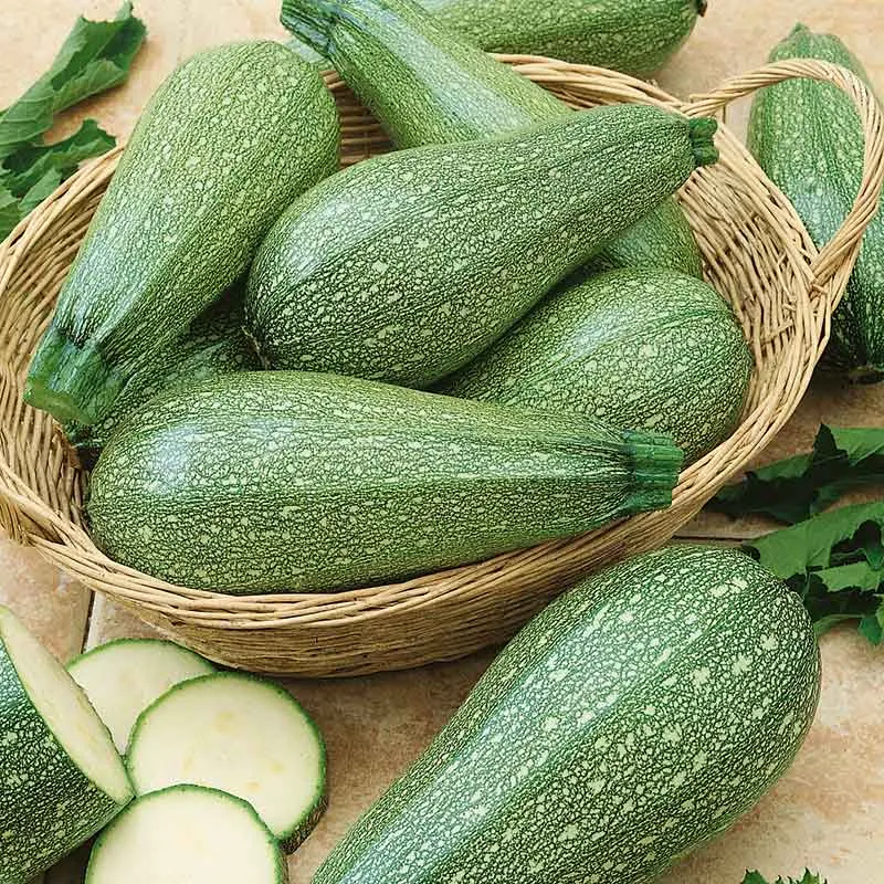 VEGSOW Grey Zucchini Squash Seeds - Summer Vegetable Heirloom Seeds