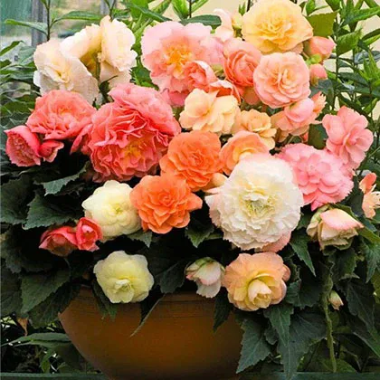 VEGSOW Roseform Begonia Tubers - Pastel Mix