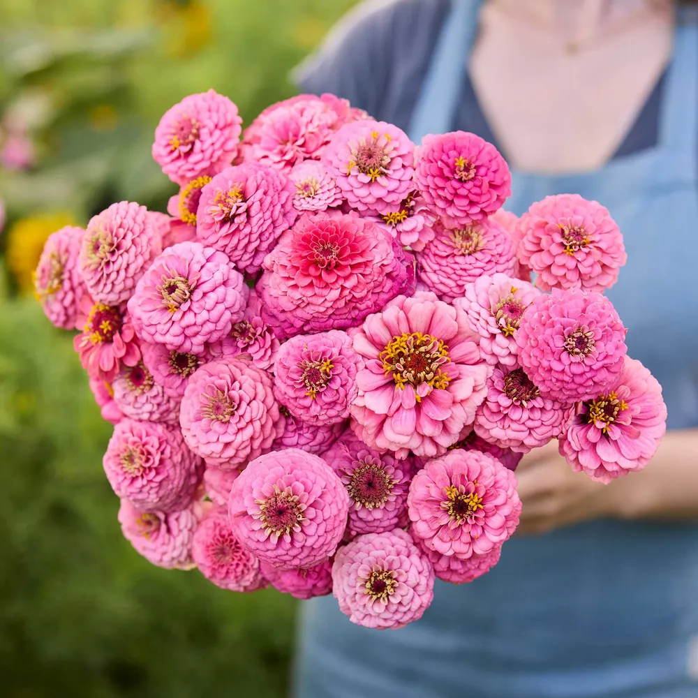 VEGSOW Oklahoma Pink Zinnia Seeds - Annual Heirloom Flower Seeds
