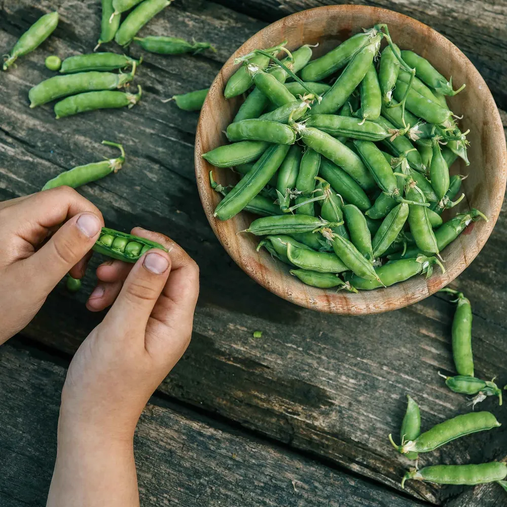 Little Marvel Pea Seeds - Heirloom Garden Vegetable Seeds