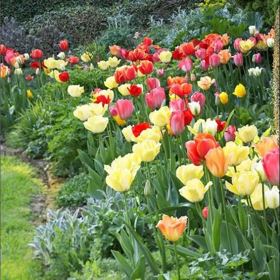 VEGSOW Tulip Bulbs - Perennial Mix for Vibrant Spring Landscapes