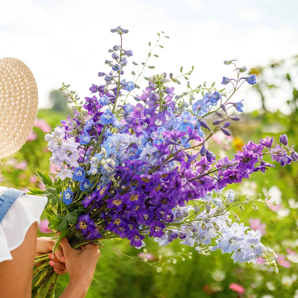 VEGSOW Rocket Larkspur Seeds - Organic Imperial Mix