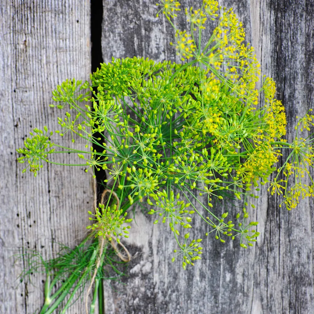 VEGSOW Long Island Mammoth Dill Seeds - Heirloom Herb Seeds for Home Gardening