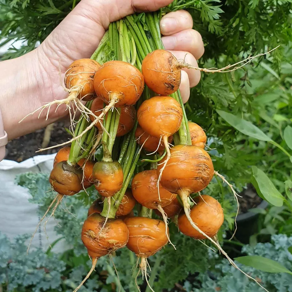 VEGSOW Parisian Carrot Seeds - Heirloom Round Carrot Variety