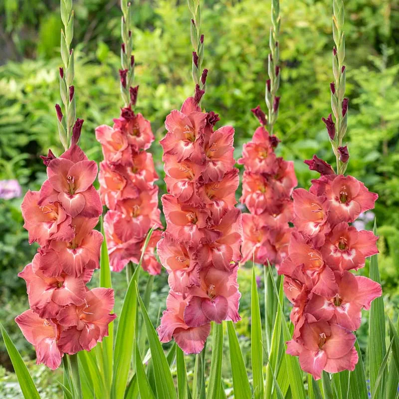 VEGSOW Gladiolus Flower Bulbs - Indian Summer Variety