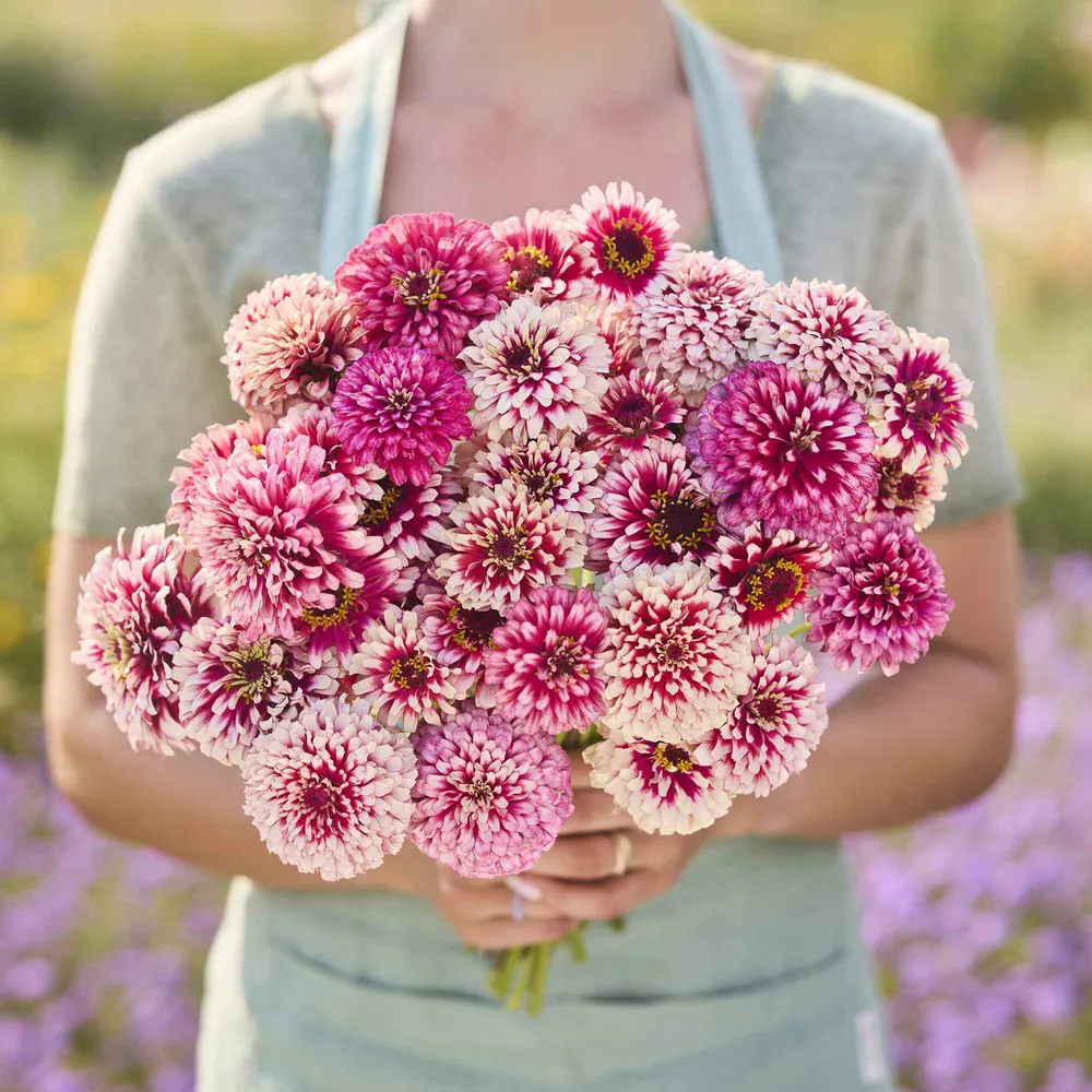 VEGSOW Mazurkia Zinnia Seeds - Tall Flowering Annuals