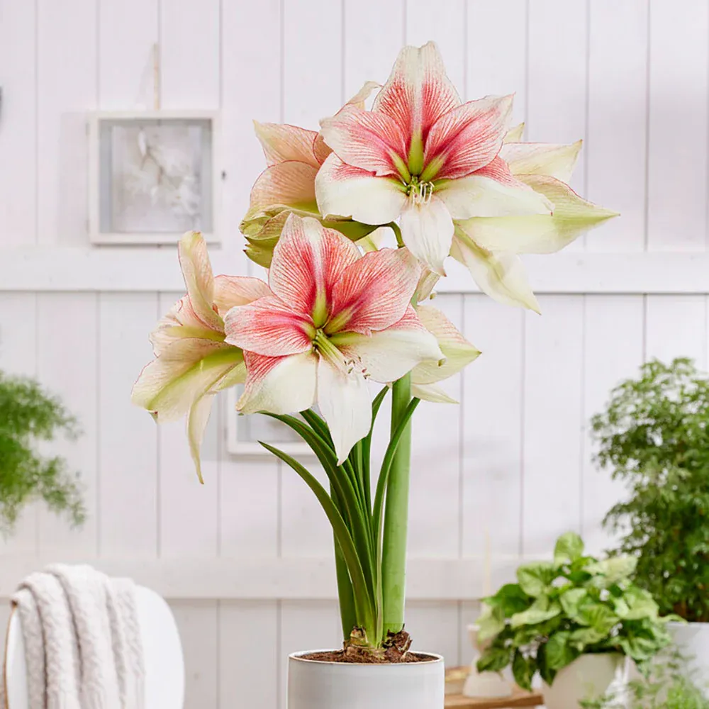 VEGSOW Grandise Fantasy Amaryllis Bulbs - Large Flowering Hippeastrum