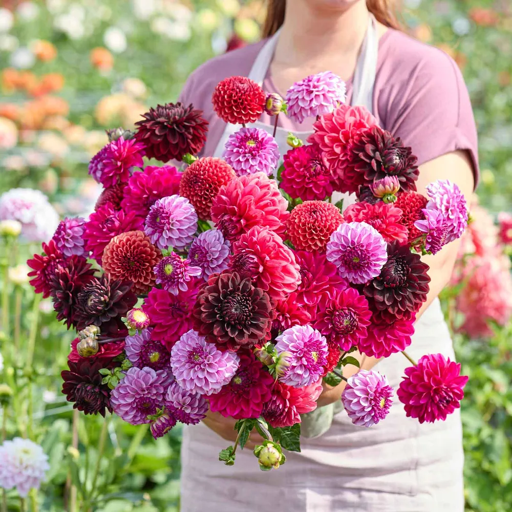 VEGSOW Dahlia Tubers - Plum Shades Mix, Perennial Flower Bulbs for Garden Planting