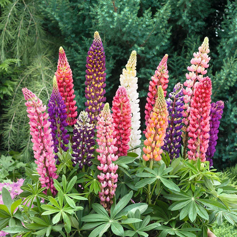 VEGSOW Russell Lupine Seeds - Perennial Flower Seeds for Garden Planting