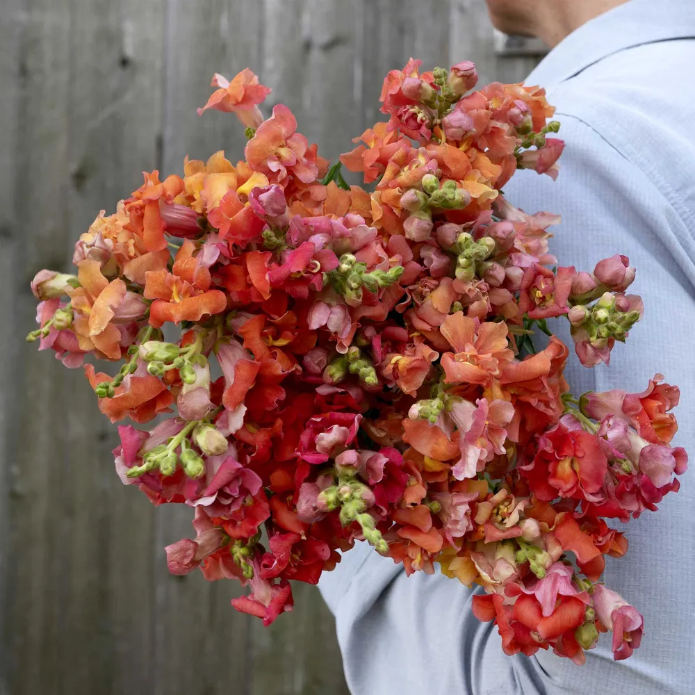 VEGSOW Snapdragon Seeds - Madame Butterfly Bronze