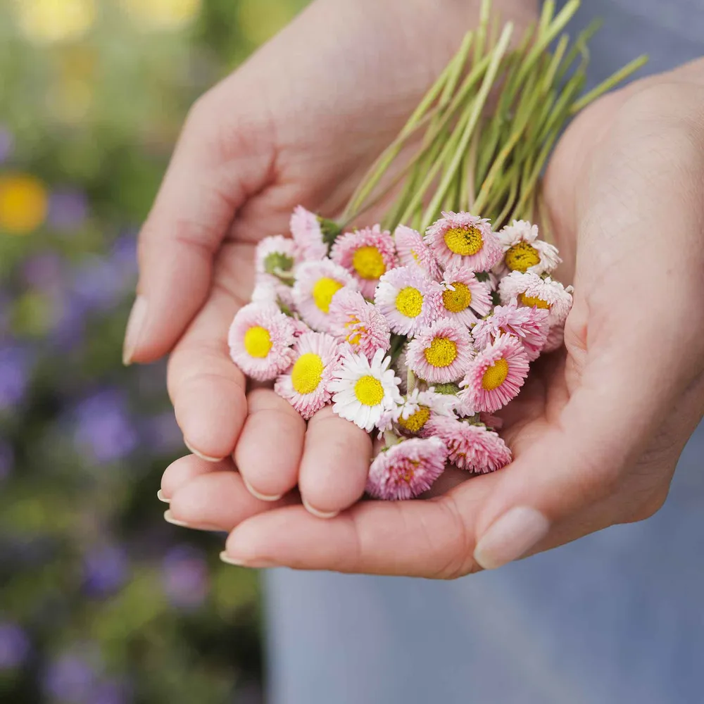 VEGSOW English Daisy Seeds - Pomponette Mix - Bellis Perennis Flower Seeds