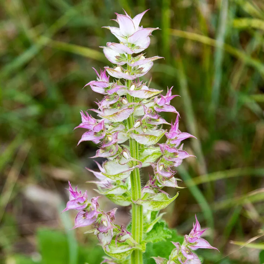VEGSOW Clary Sage Seeds - Bluish-White Flowering Herb