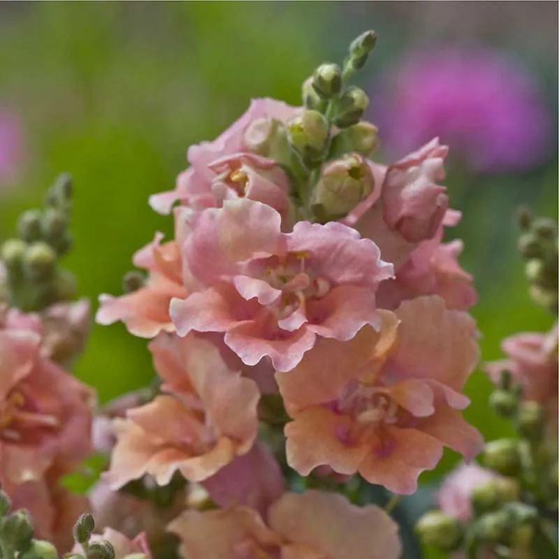 VEGSOW Snapdragon Seeds - Twinny Peach F1